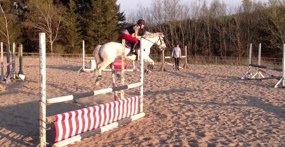 Irsk Sportspony Tigger Wallis - Min pony springer med overskud! :D<3 billede 18