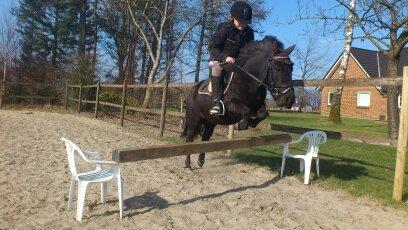 Shetlænder Madelien Af Hola(solgt) - 60 cm hun har været oppe på 80. cm ;) billede 12