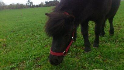 Shetlænder Madelien Af Hola(solgt) - Hav en super skøn dag. :-* billede 20