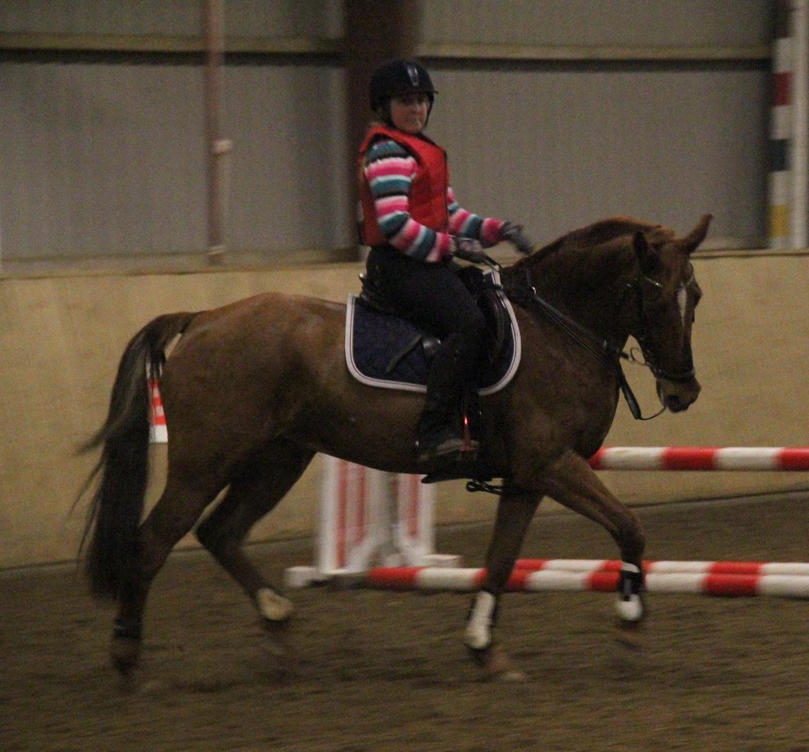 Irsk Sportspony Rivertown's rose - vamer op til springtræning billedet er taget af Ditte Krag Hansen billede 4