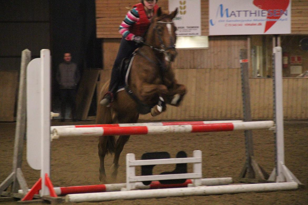 Irsk Sportspony Rivertown's rose - springetræning indenfor og en meget rolig river til træning Billedet er taget af Ditte Krag Hansen billede 5