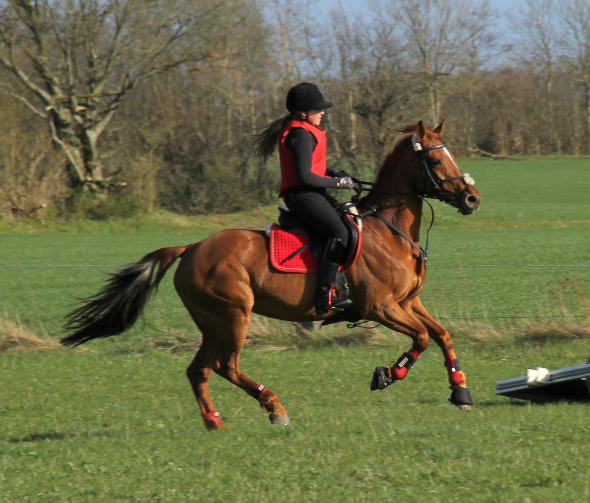 Irsk Sportspony Rivertown's rose - en meget vild river til træning uden for anden gang billedet er taget af Ditte Krag Hansen  billede 6