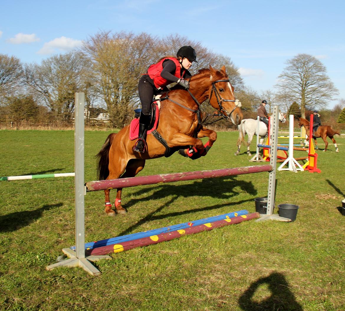 Irsk Sportspony Rivertown's rose - billedet er taget af Ditte Krag Hansen  billede 7