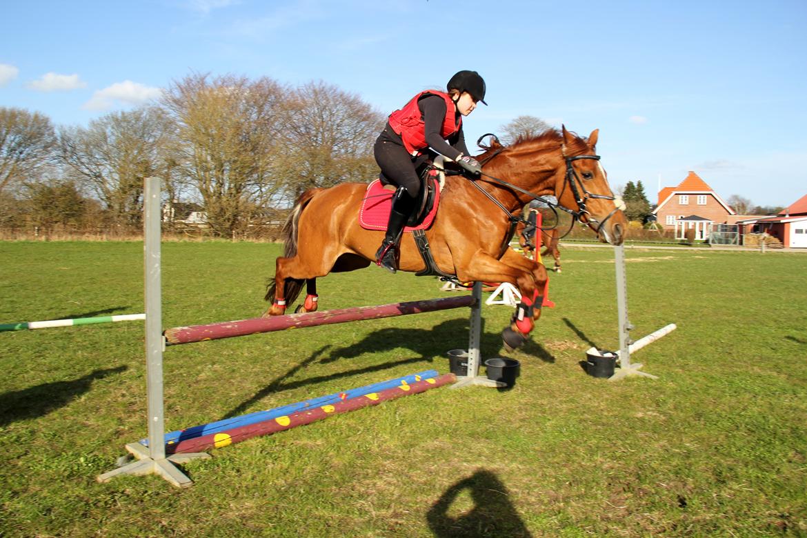 Irsk Sportspony Rivertown's rose - Billedet er taget af Ditte Krag Hansen  billede 8