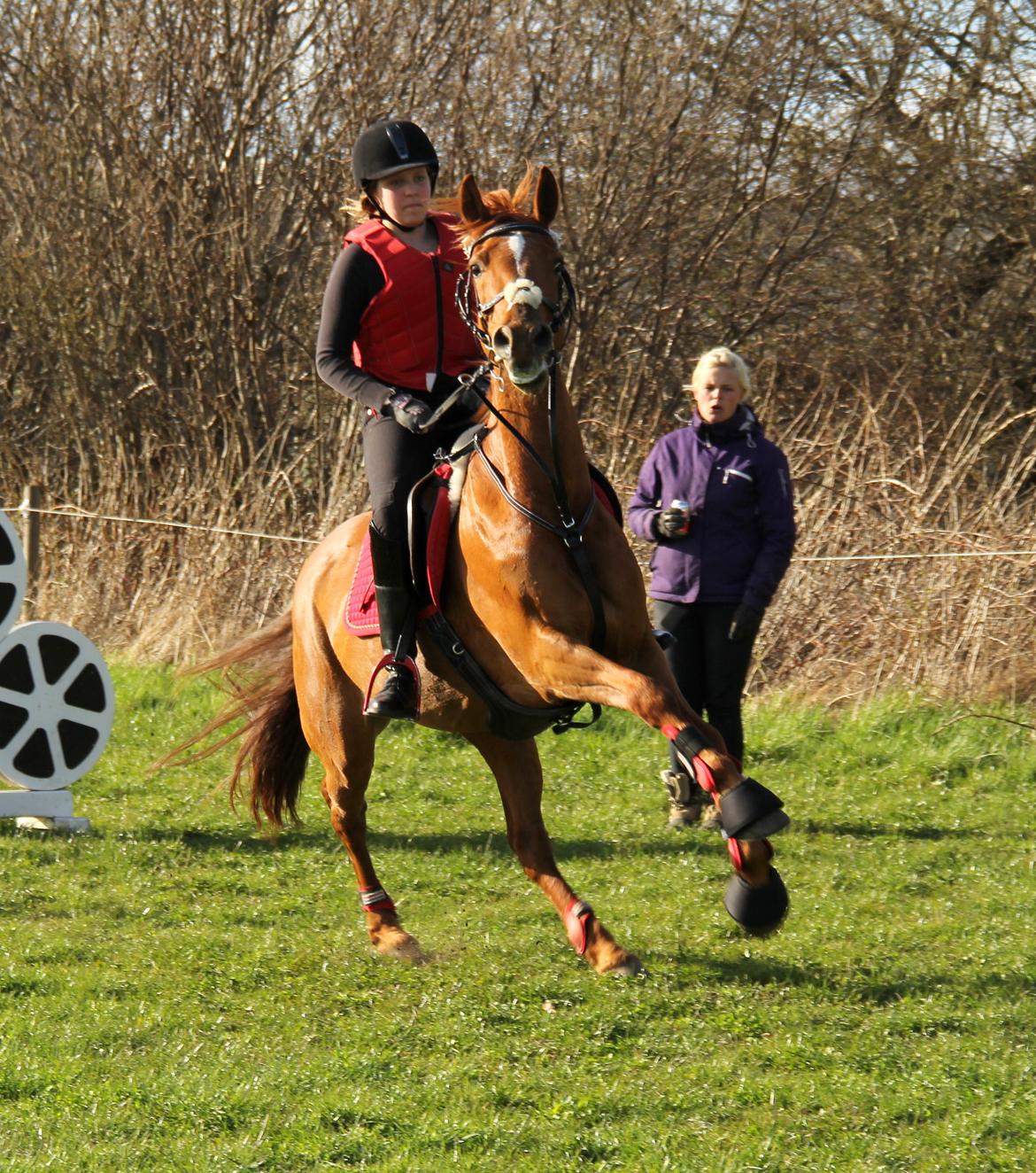Irsk Sportspony Rivertown's rose - en meget meget vil river til træning anden gang Billedet er taget af dittet Krag Hansen billede 9