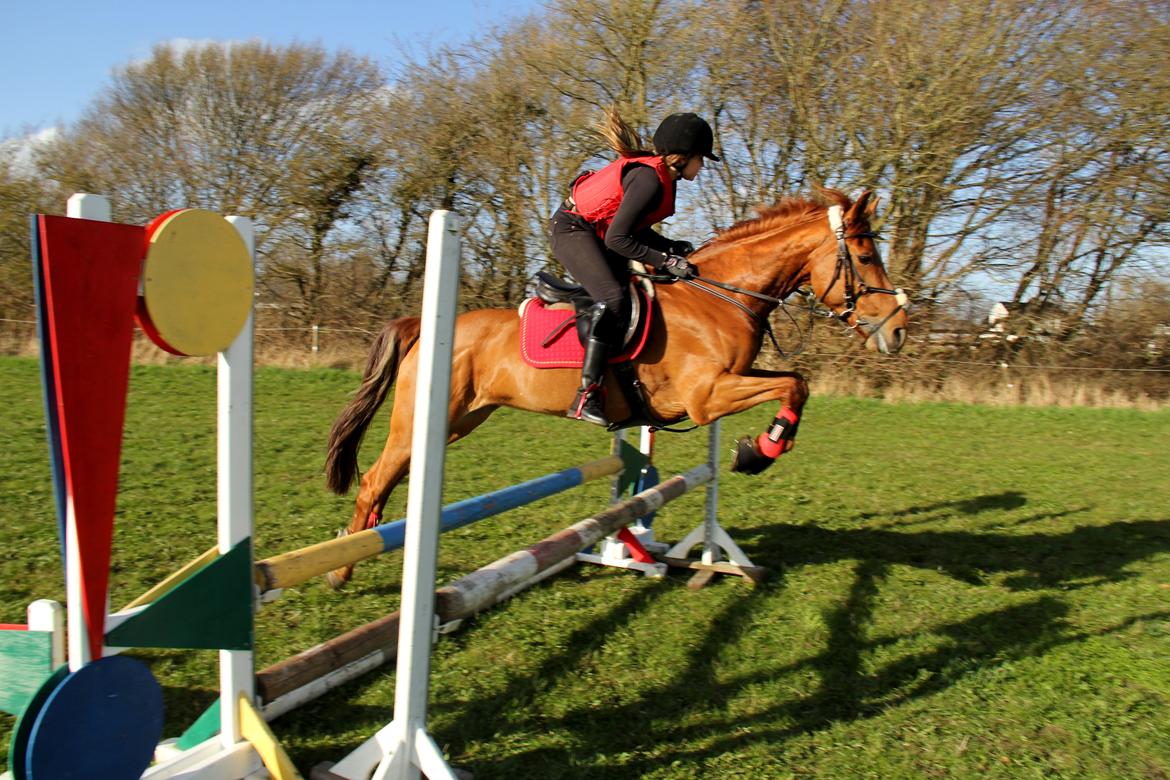 Irsk Sportspony Rivertown's rose billede 10