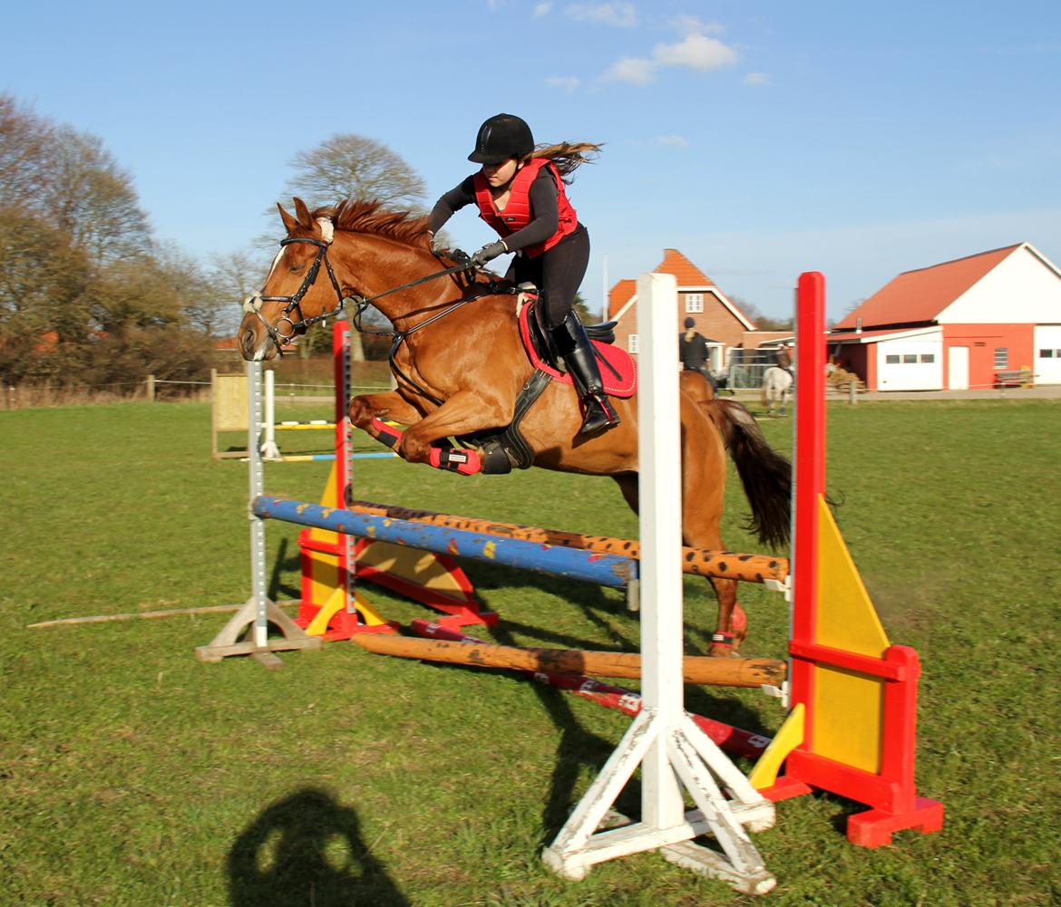 Irsk Sportspony Rivertown's rose billede 11