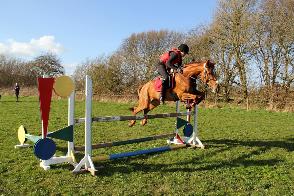 Irsk Sportspony Rivertown's rose billede 12