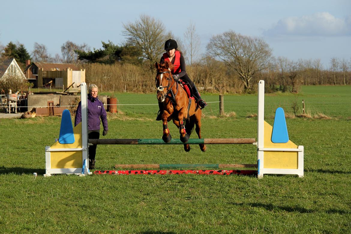 Irsk Sportspony Rivertown's rose billede 13