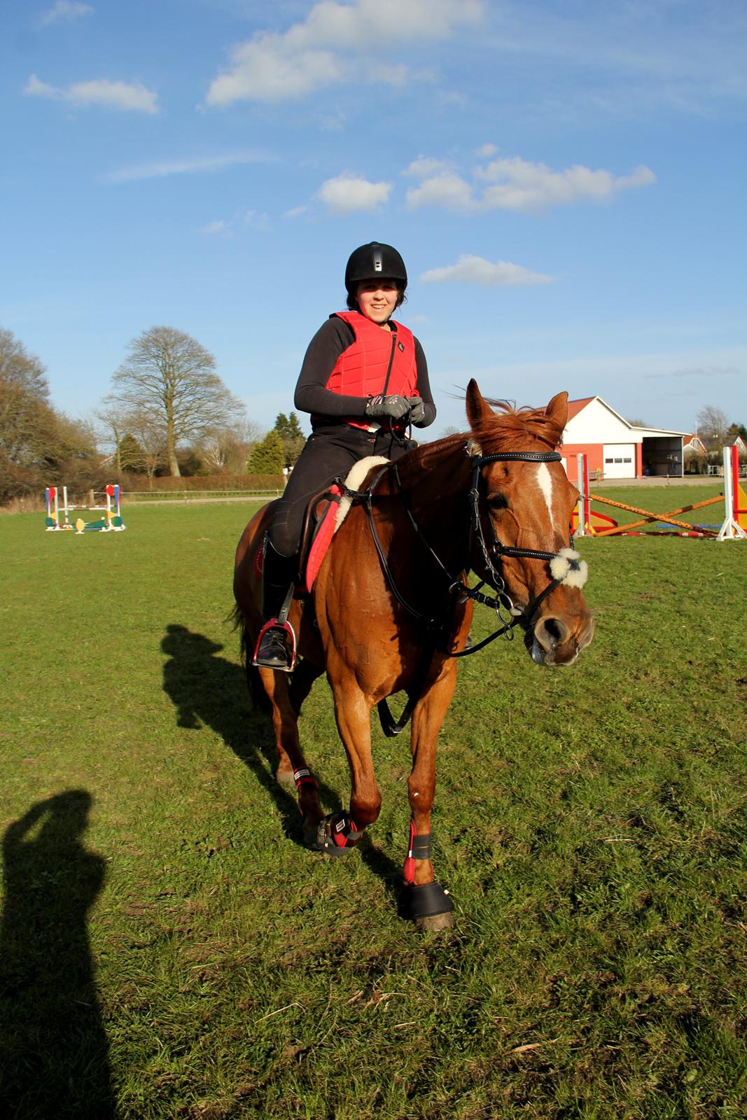 Irsk Sportspony Rivertown's rose billede 14