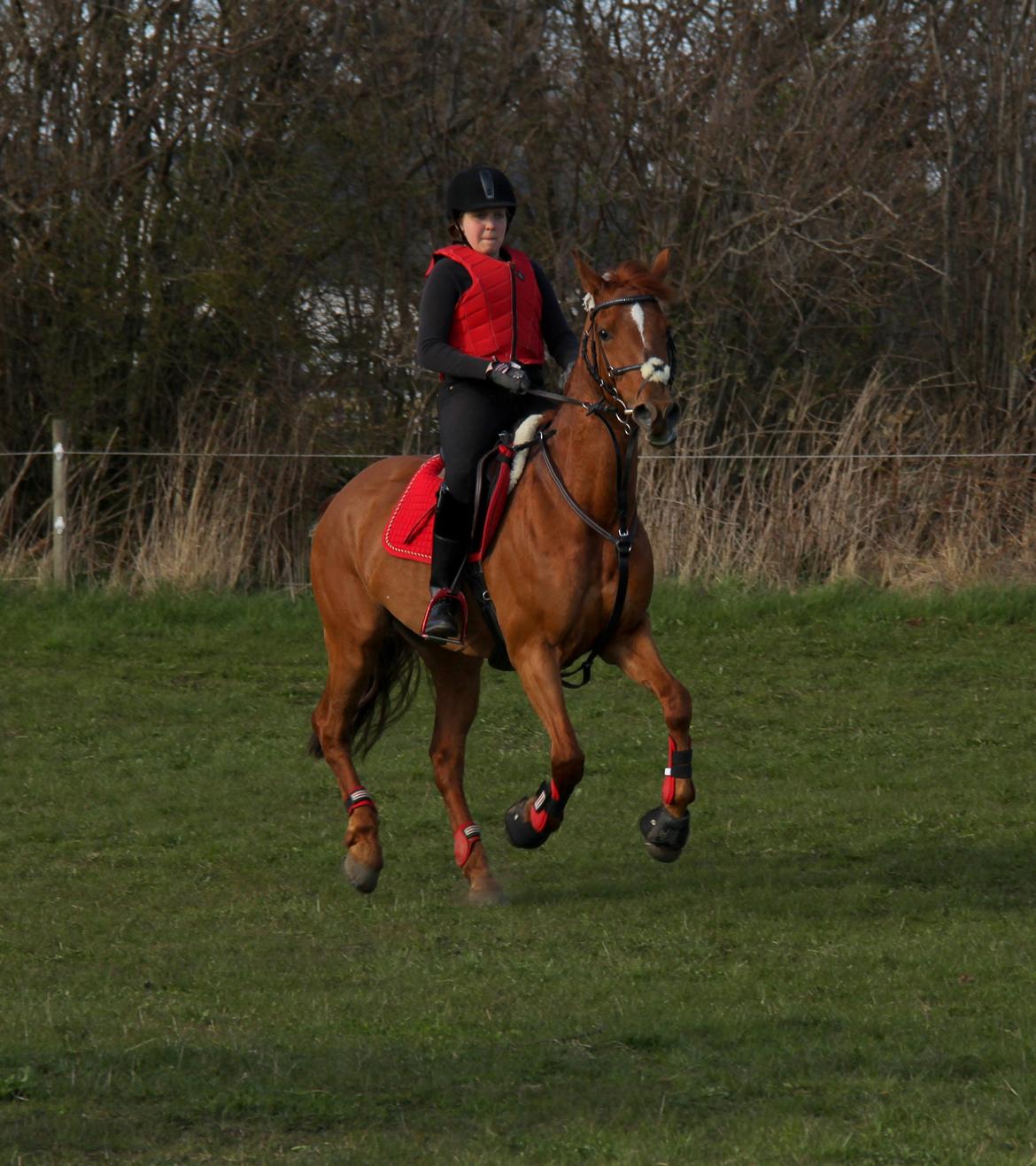 Irsk Sportspony Rivertown's rose billede 15