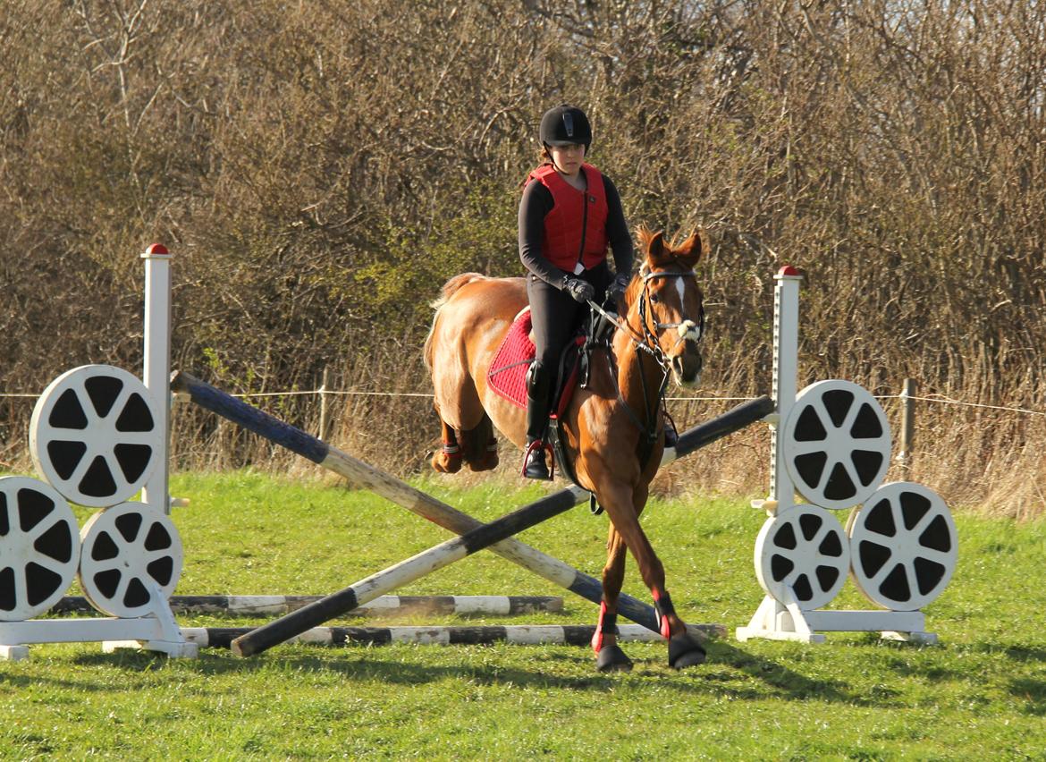 Irsk Sportspony Rivertown's rose billede 16