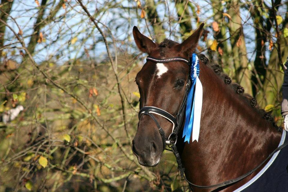 Dansk Varmblod Enghavens Fiona - 67,69 % i LA1 A og en 2. plads  billede 15