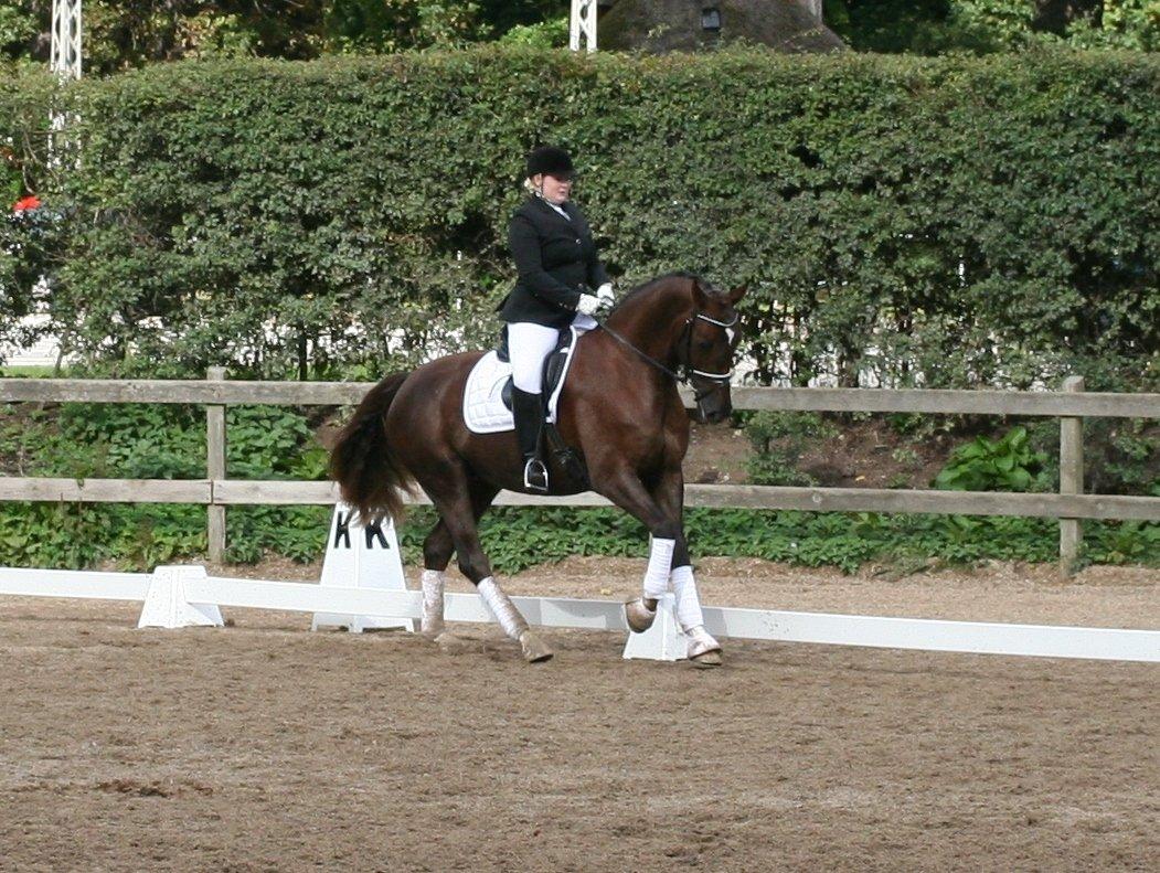 Dansk Varmblod Enghavens Fiona - Undre mig ikke hun fik 8,5 i galop til kåringen <3  billede 16