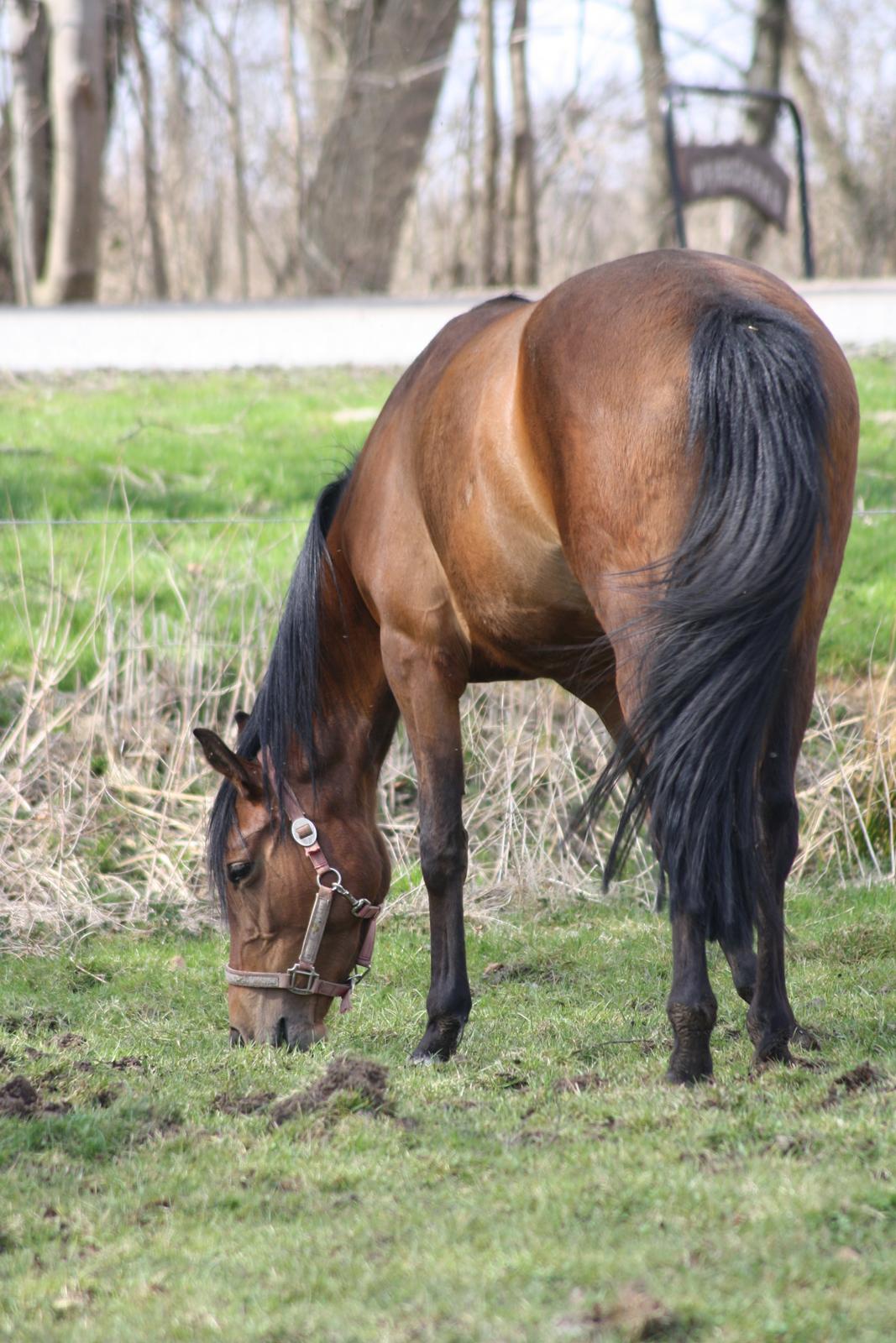 Pinto Vrågård`s Lia billede 8