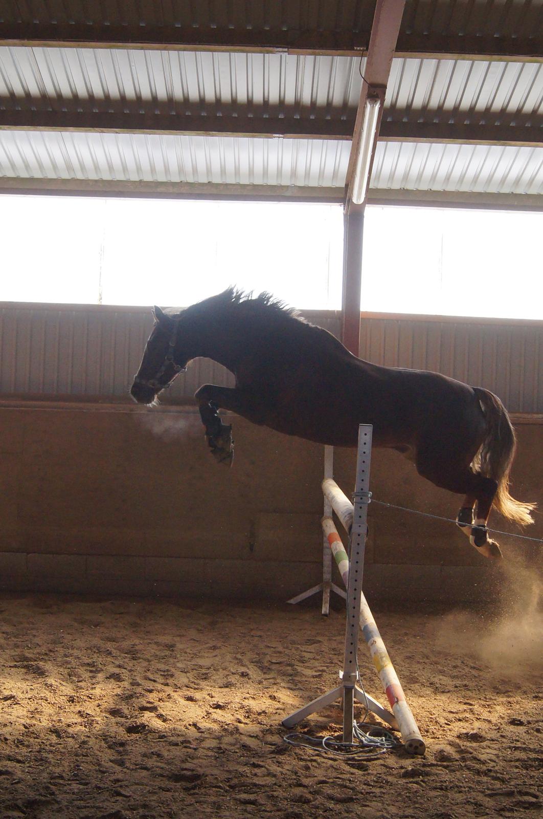 Welsh Cob (sec D) Mister Hougård B-PONY - 120 cm. billede 19