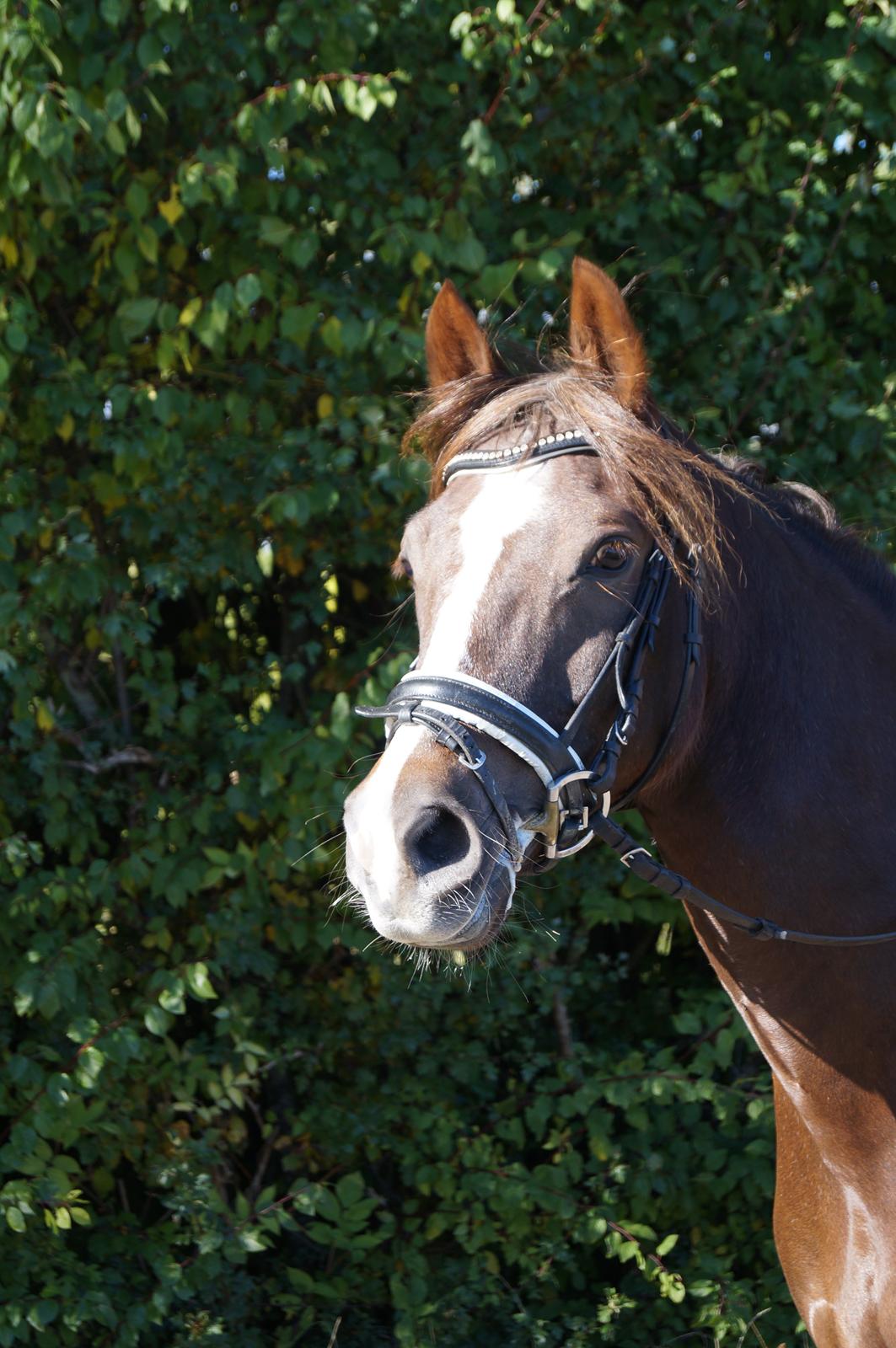 Welsh Cob (sec D) Mister Hougård B-PONY - Tur billede 2