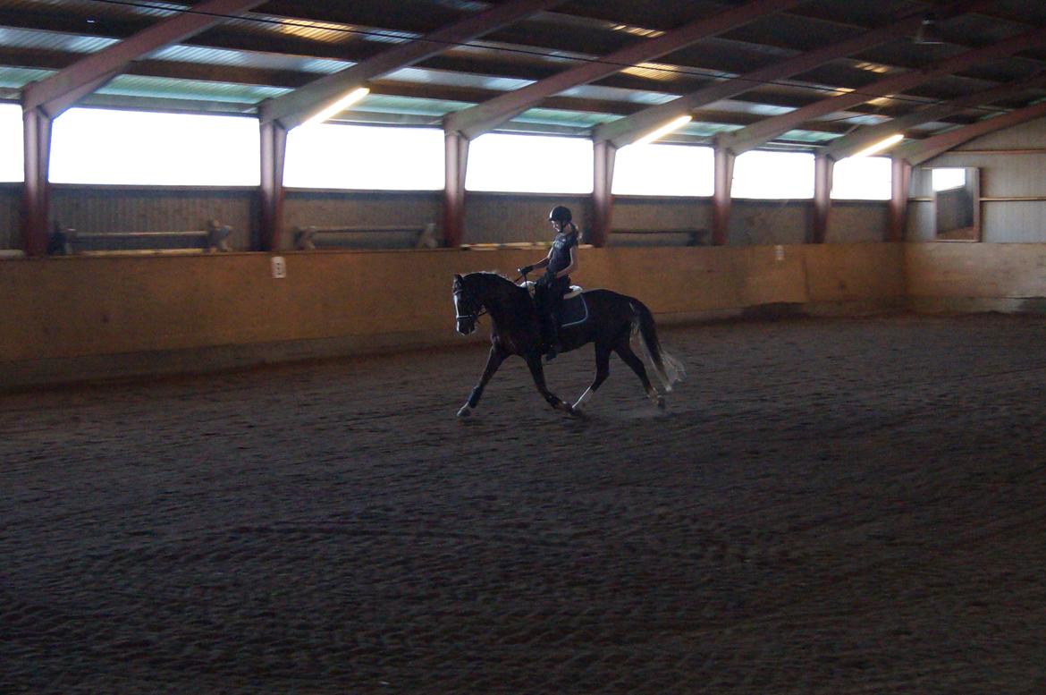 Welsh Cob (sec D) Mister Hougård B-PONY billede 6