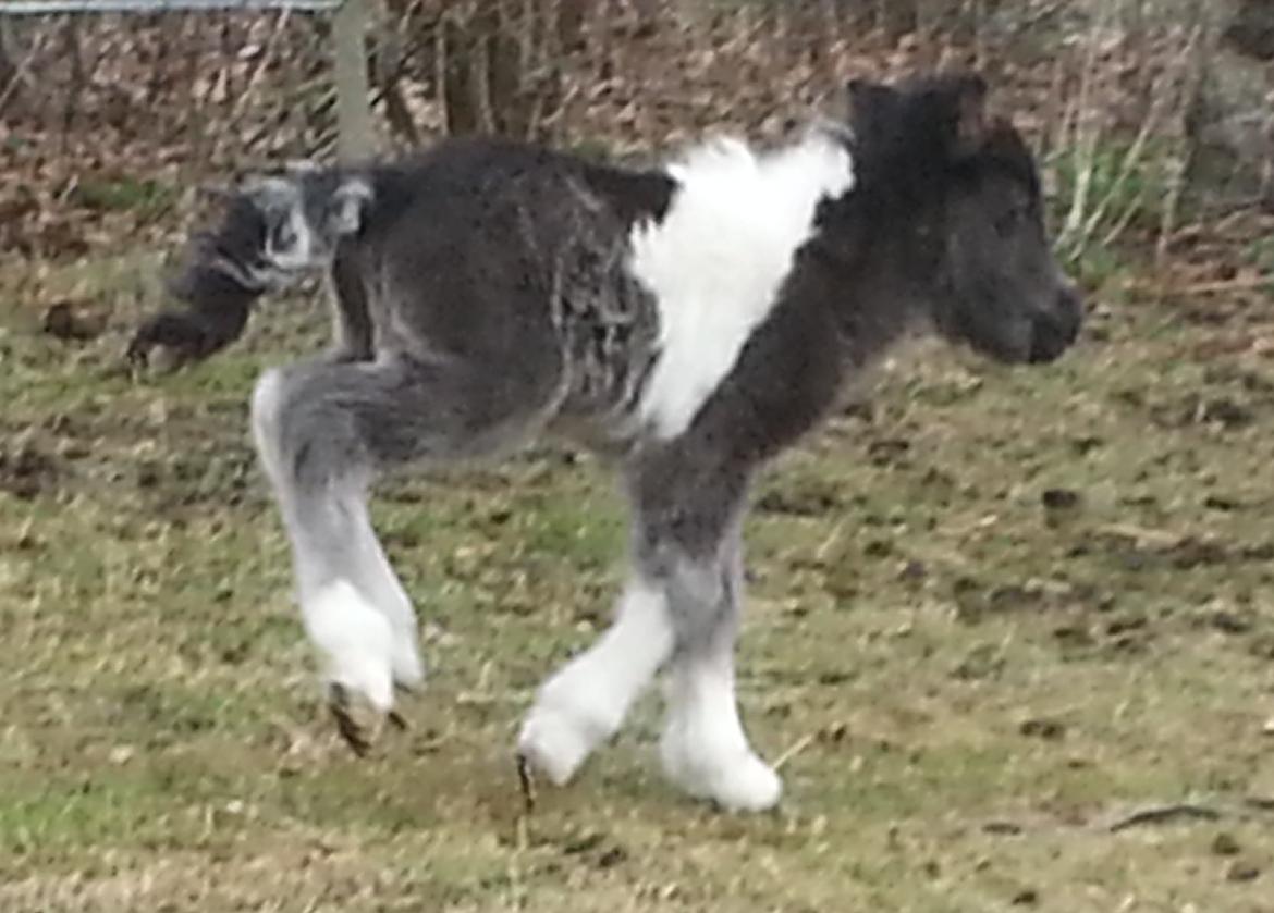 Dansk Miniature Sønderhedens Wilma Z billede 4