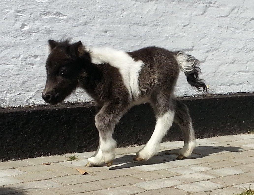 Dansk Miniature Sønderhedens Wilma Z billede 5
