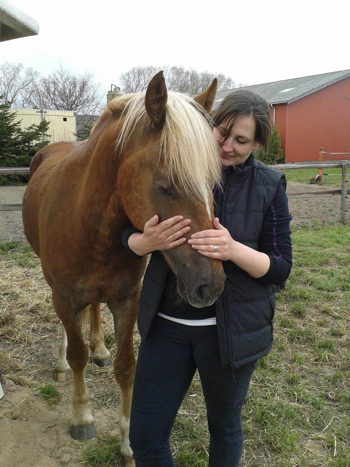 Welsh Cob (sec D) Mr. Roy billede 7