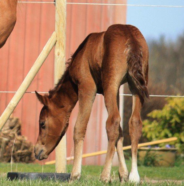 Arabisk fuldblod (OX) Taleb Zameel Ibn Finally SOLGT ! billede 14