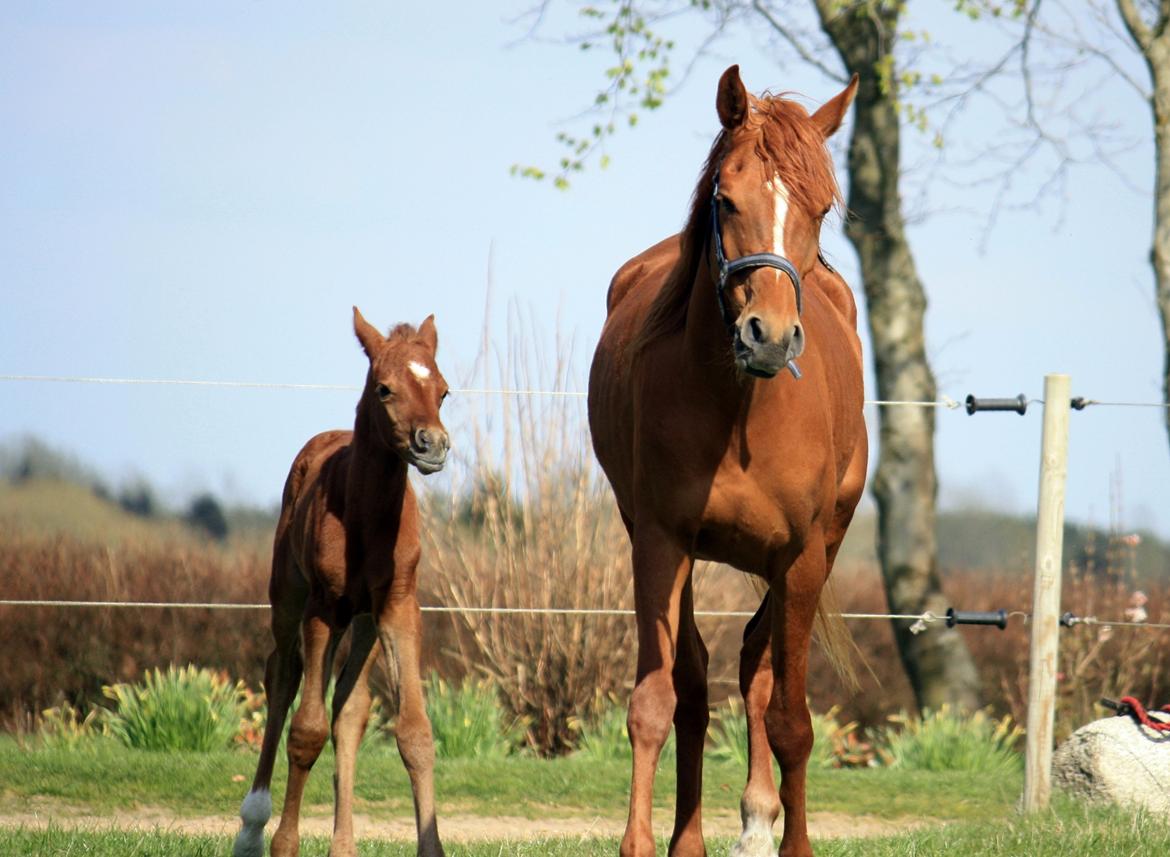 Arabisk fuldblod (OX) Taleb Zameel Ibn Finally SOLGT ! billede 16