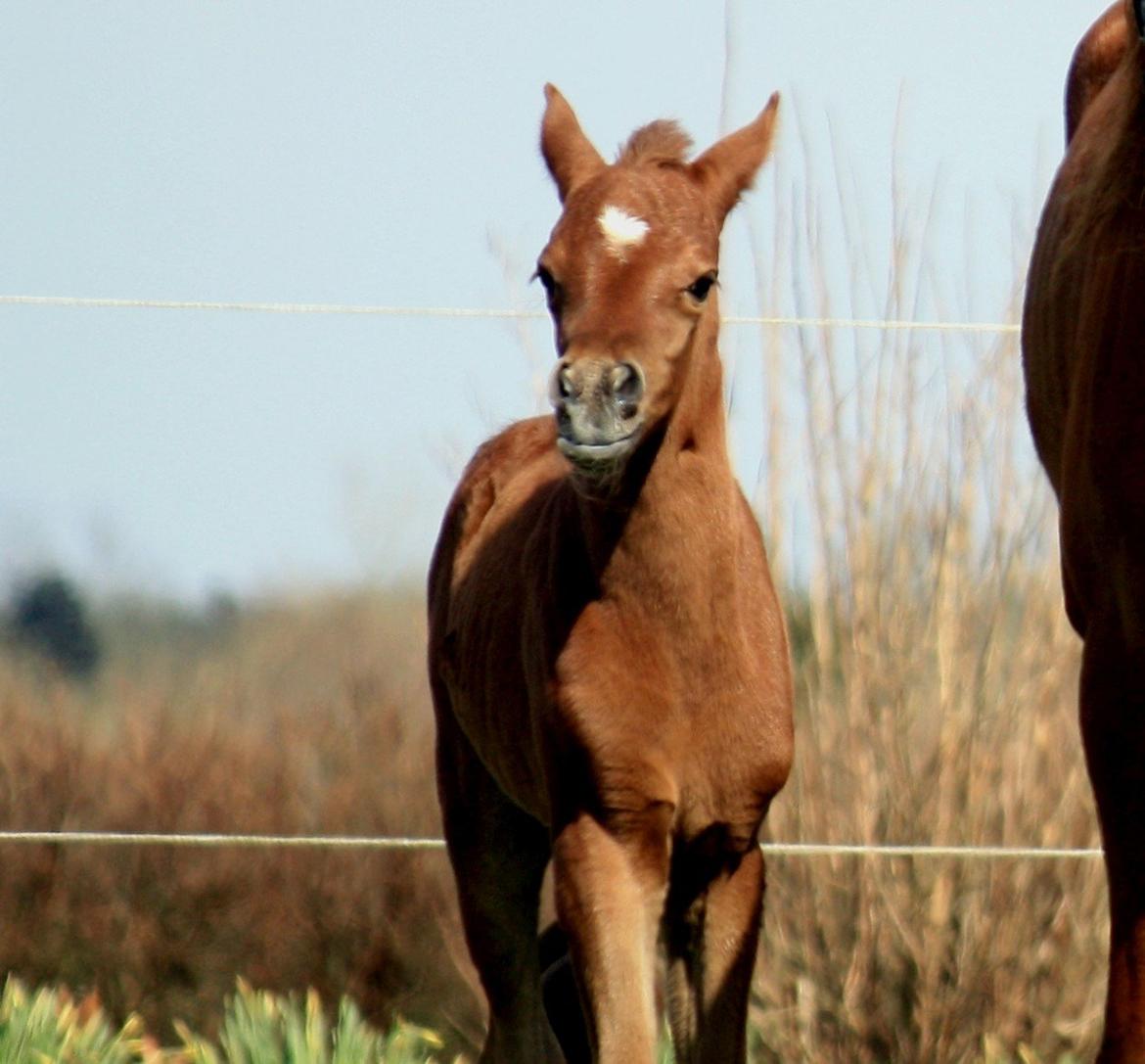 Arabisk fuldblod (OX) Taleb Zameel Ibn Finally SOLGT ! billede 17