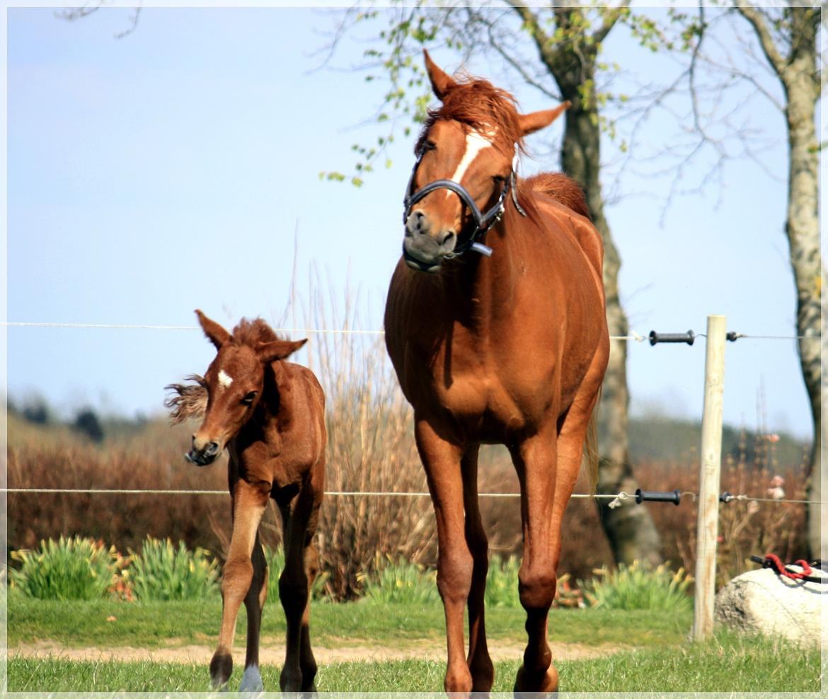 Arabisk fuldblod (OX) Taleb Zameel Ibn Finally SOLGT ! billede 5