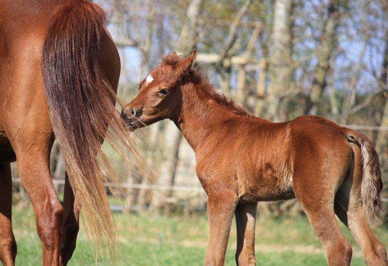 Arabisk fuldblod (OX) Taleb Zameel Ibn Finally SOLGT ! billede 18