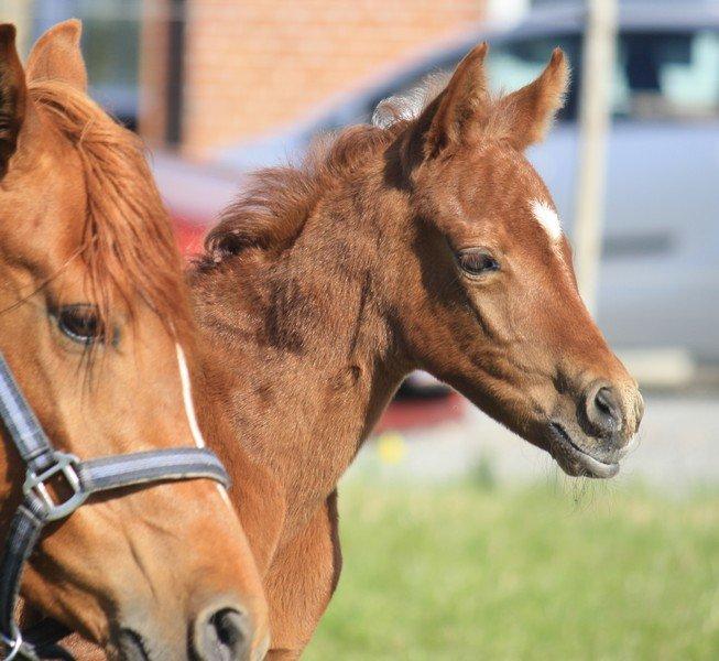 Arabisk fuldblod (OX) Taleb Zameel Ibn Finally SOLGT ! billede 19