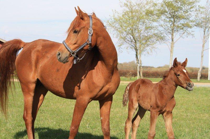 Arabisk fuldblod (OX) Taleb Zameel Ibn Finally SOLGT ! billede 20