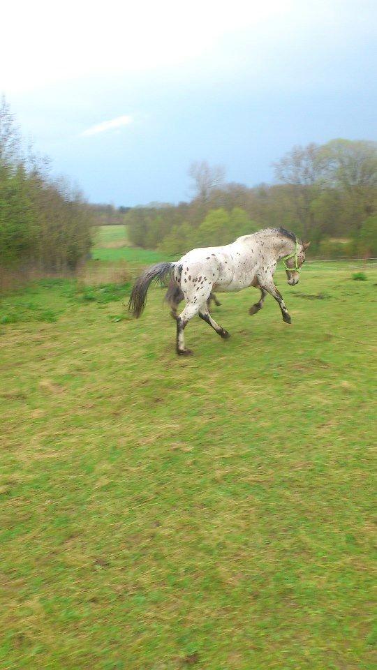 Knabstrupper arion billede 12