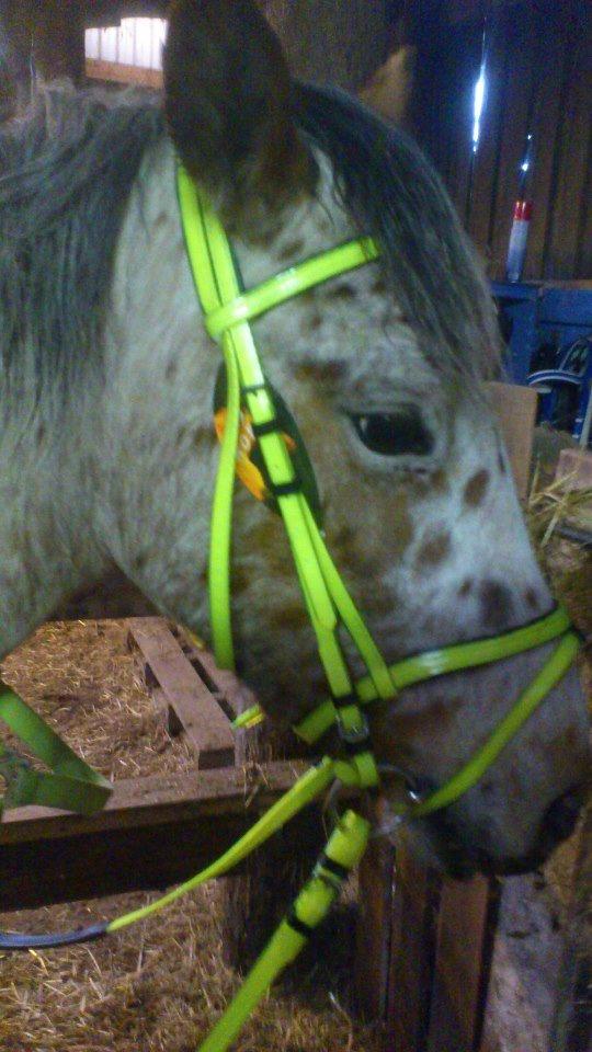 Knabstrupper arion - arion prøver sit nye hovedetøj i neon gul/grøn billede 13