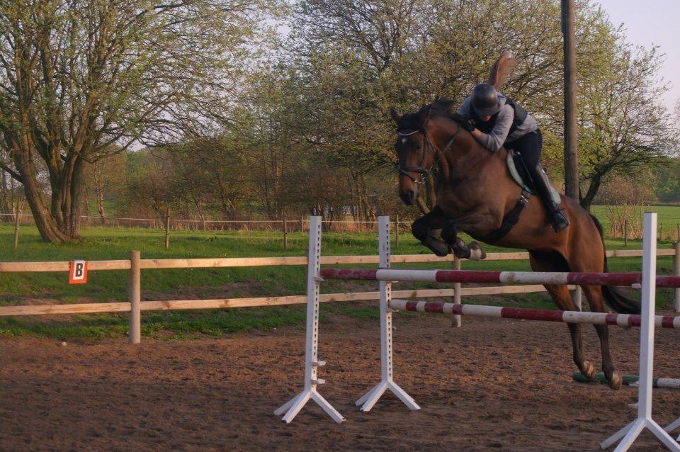 Dansk Varmblod Enekærs Rio-Belle - ..springtræning på Belle. 130 cm - første gang vi springer over 1 meter. billede 1