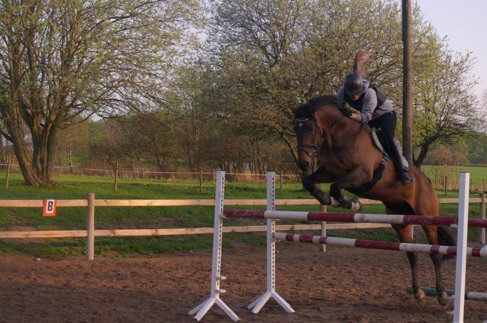 Dansk Varmblod Enekærs Rio-Belle billede 15