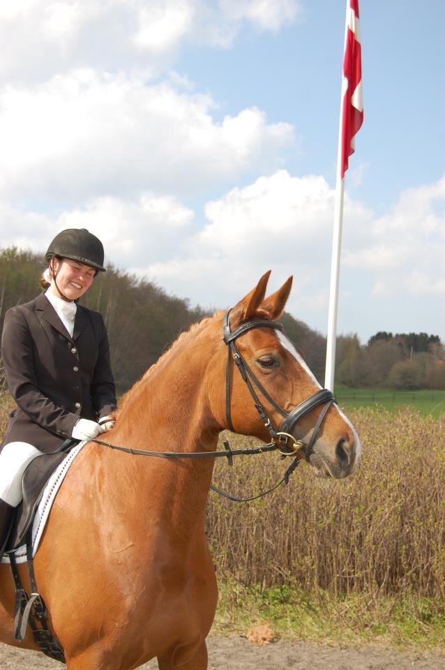 Dansk Varmblod Peau-Rouge billede 8