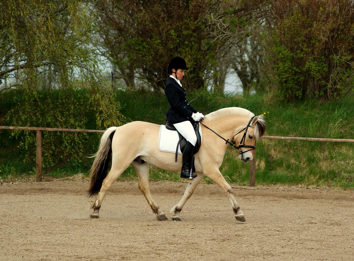 Fjordhest Laban billede 3