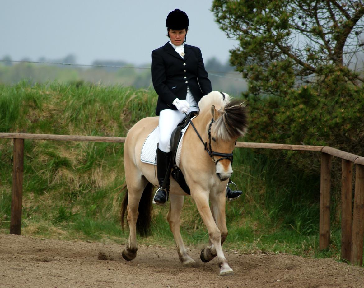 Fjordhest Laban billede 6