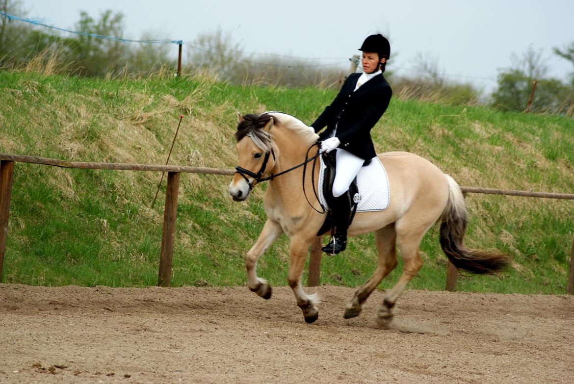 Fjordhest Laban billede 9