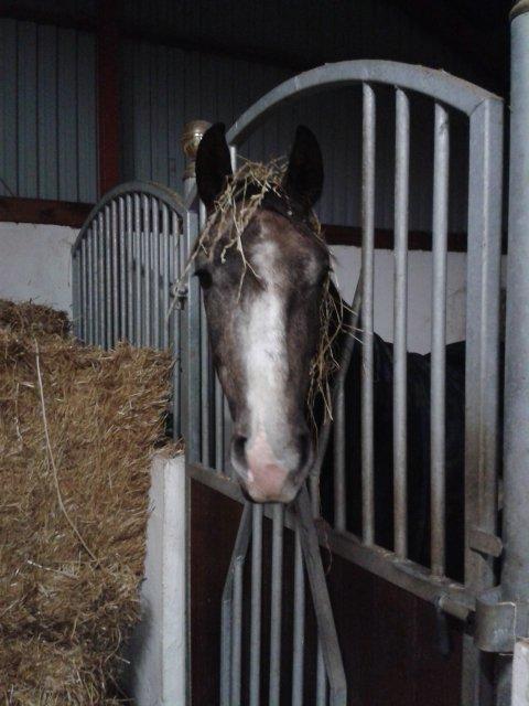 Anden særlig race Stendalsgaards d'luxe [Himmelhest] - Nu med paryk;-)
31.01.2013 billede 18