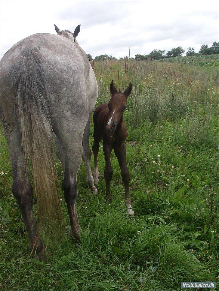 Anden særlig race Stendalsgaards d'luxe [Himmelhest] - Baby-D'luxe, august 2010. billede 19