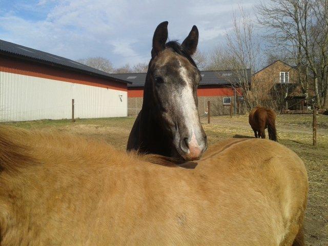 Anden særlig race Stendalsgaards d'luxe [Himmelhest] - D'luxe hænger over sin ven Freyr 15.04.2013 billede 15