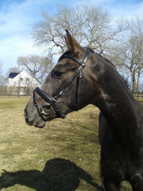 Anden særlig race Stendalsgaards d'luxe [Himmelhest] - Så fin man er , med trense på og det hele;-)
15.04.2013 billede 14