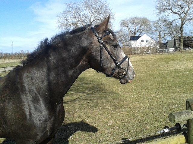 Anden særlig race Stendalsgaards d'luxe [Himmelhest] - Flotte fyr! 15.04.2013 billede 13