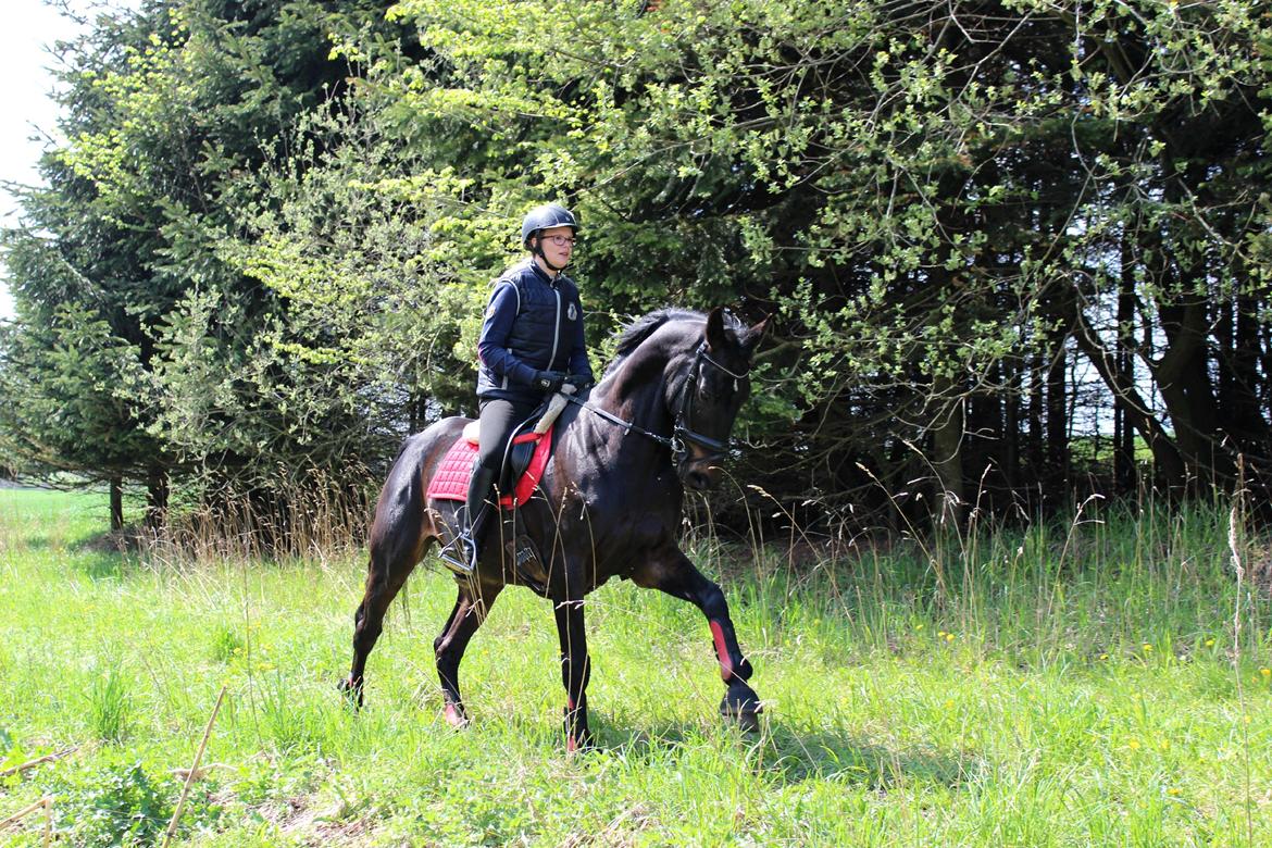 Hollandsk Varmblod Benneton <3 billede 17