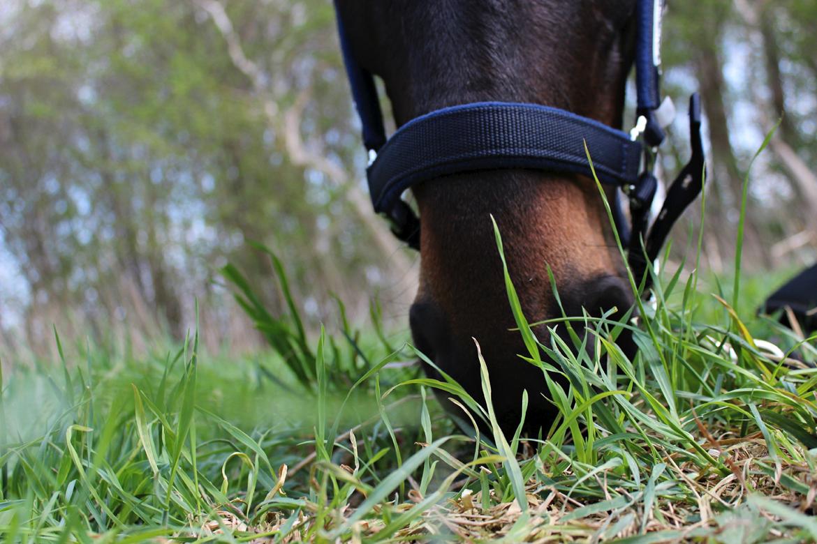 Hollandsk Varmblod Benneton <3 billede 9