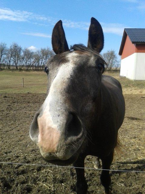 Anden særlig race Stendalsgaards d'luxe [Himmelhest] - Øhhh, hvad laver du mor?! ;-)
15.04.2013 billede 16