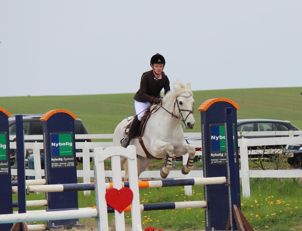 Connemara Kalle  - LB** på HSK :D billede 8