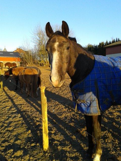 Anden særlig race Stendalsgaards d'luxe [Himmelhest] - Nyder tidlig forårs sol 11.03.2013 billede 17
